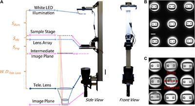 High throughput screening system for engineered cardiac tissues